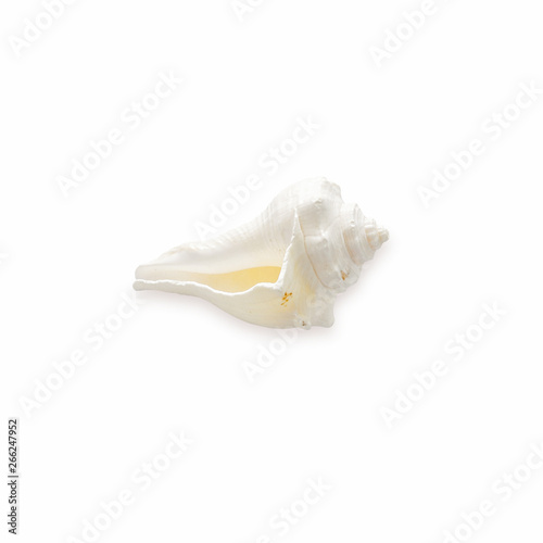 vacation and summer concept with one white seashell isolated over white wooden background