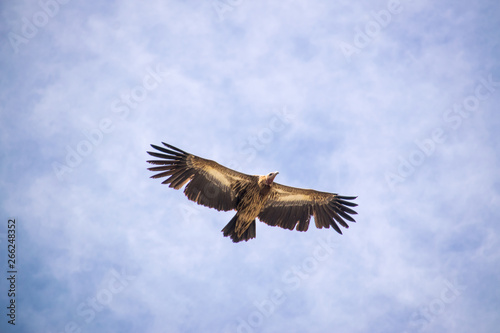 vulture flying high blue sky and clouds
