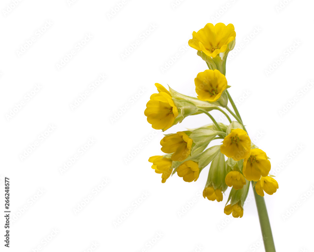 Small Spring Yellow Flowers