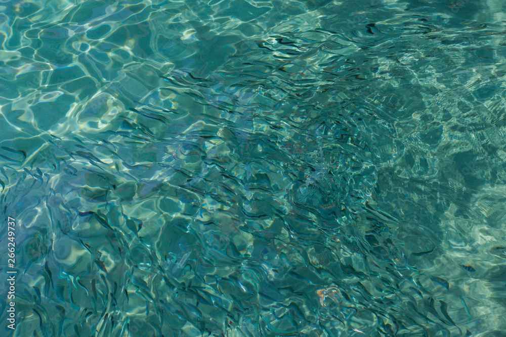 School of the blue and silver fishes in clear crystal water School of the blue and silver fishes in clear crystal water
