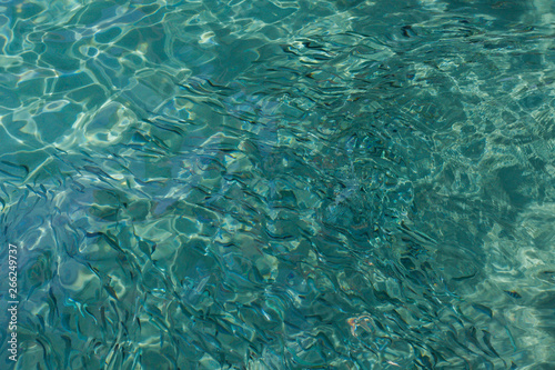 School of the blue and silver fishes in clear crystal water