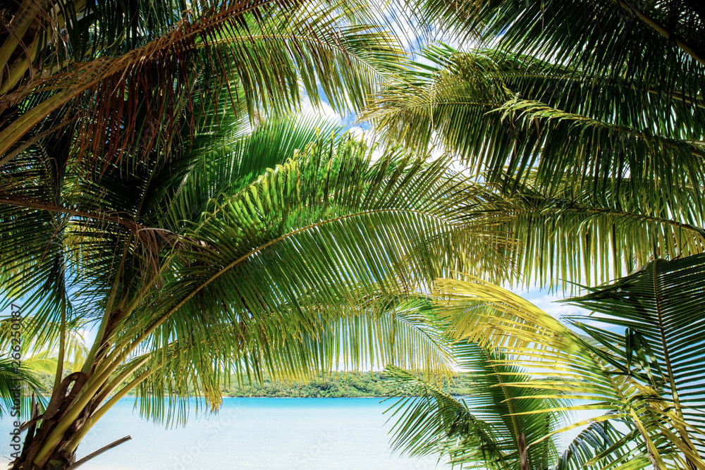 Fototapeta premium Palm leaves with sky background.
