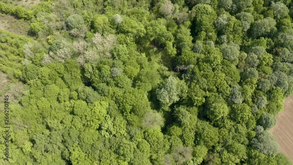 Filming the forest with a drone bird eye view, then curving the camera to reveal beautiful flat land and mountains in distance. Bosnia and Herzegovina stunning and amazing. Filmed in 4k Filming the forest with a drone bird eye view, then curving the camera to reveal beautiful flat land and mountains in distance. Bosnia and Herzegovina stunning and amazing. Filmed in 4k