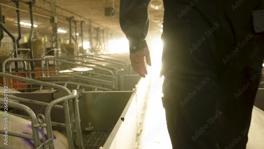 Farmer walking through his pig farm stable in slowmotion