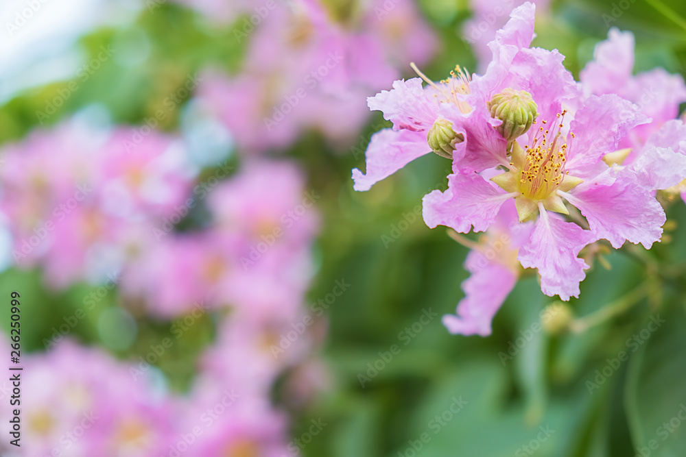 Queen's Flower or Inthanin flower in Thailand Queen's Flower or Inthanin flower in Thailand