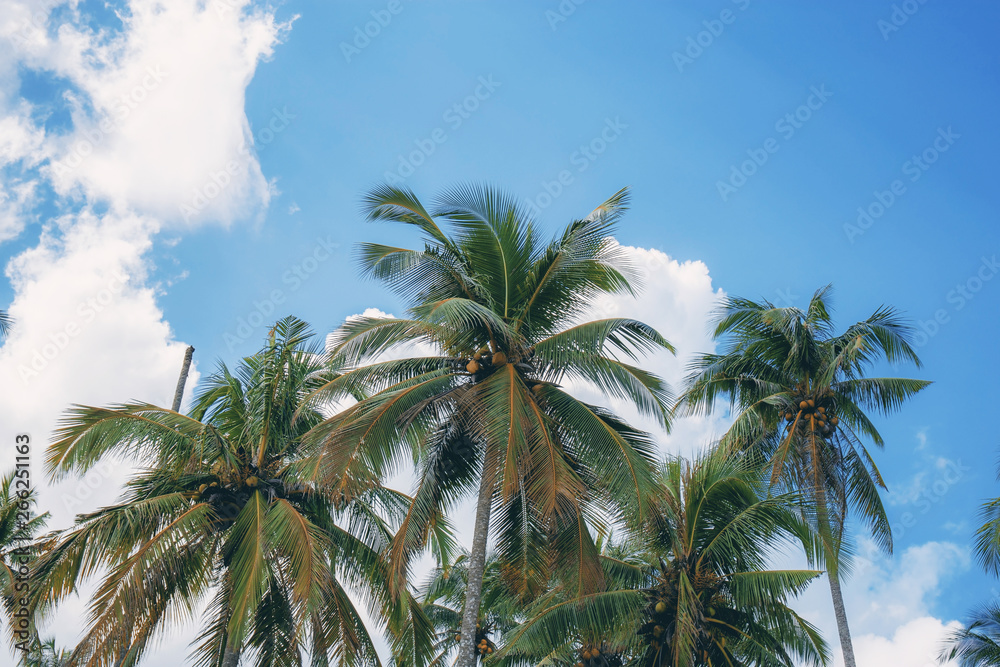 Palm tree at sky.