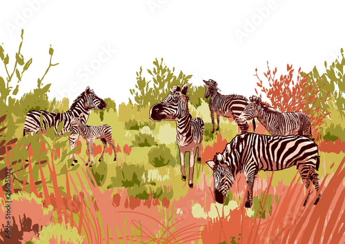 The herd of zebras sowing in steppe landscape