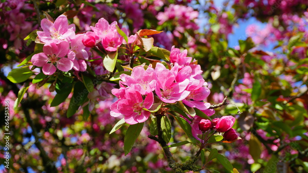 Malus Royalty Crabapple tree with flowers in the morning sun close up.  Apple blossom. Spring background.