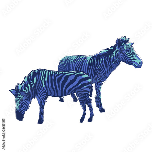 Two standing zebras drawn in the technique of rough brush.