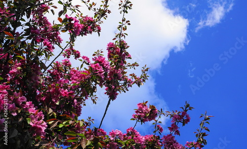 Malus Royalty Crabapple tree with showy and bright flowers against blue sky background . Apple blossom. © lenic
