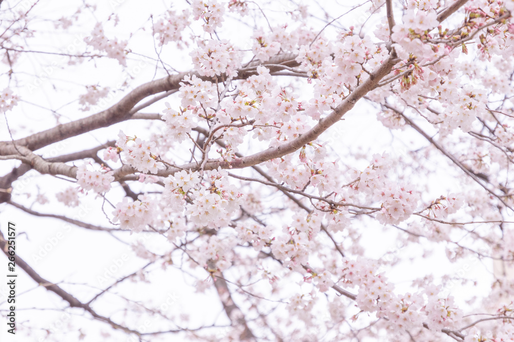 桜
