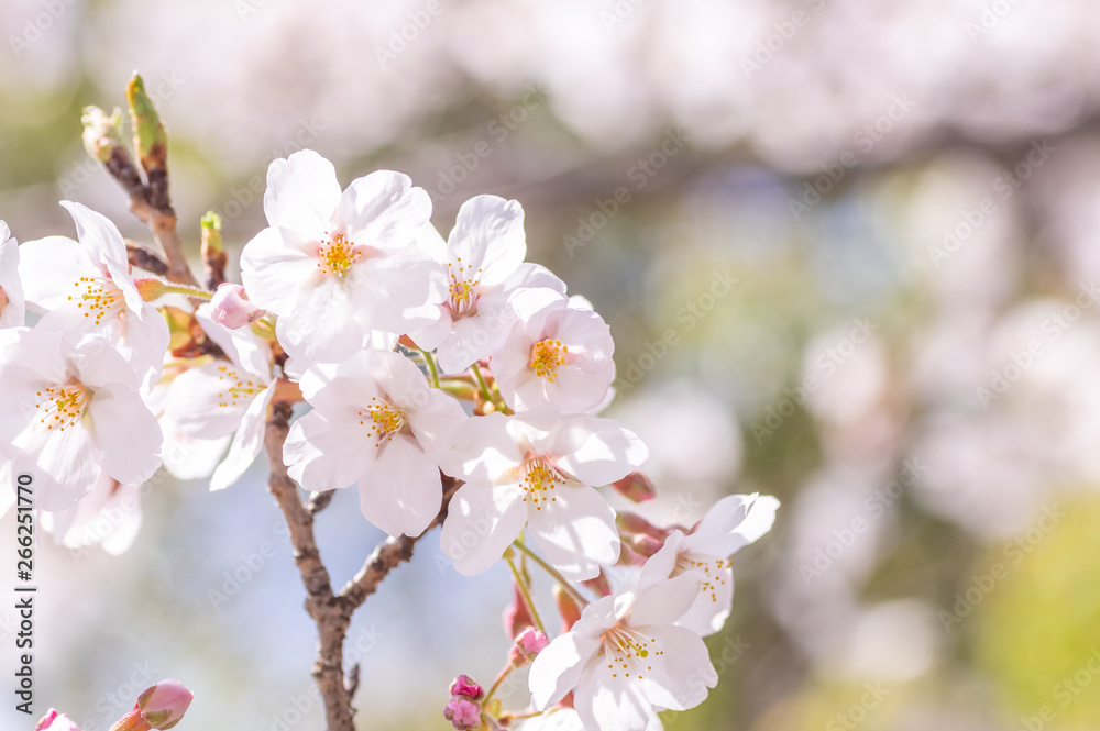 桜