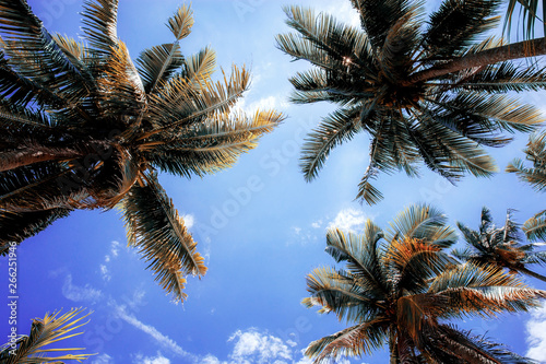 Palm tree at sunlight in summer.
