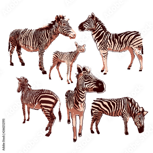 Graphic collection of zebras in calm colors drawn in the technique of rugh brush
