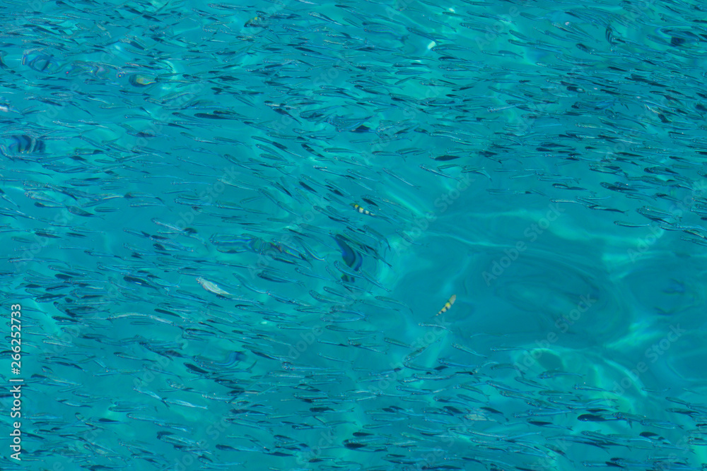 Naklejka premium School of the blue and silver fishes in clear crystal water