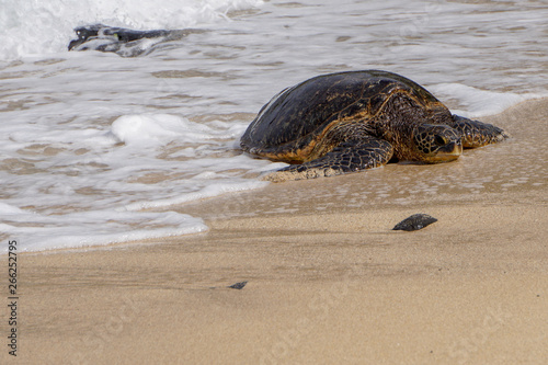 Turtle Comes Ashore