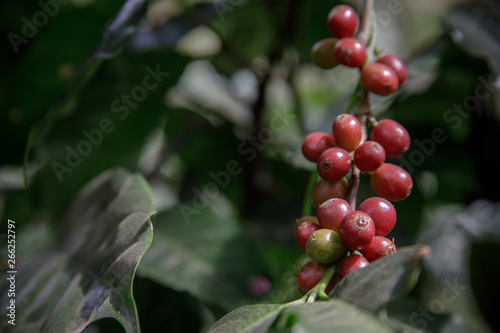 Coffee beans on tree in farm  Close up fresh organic red coffee on coffee tree  Coffee beans ripening on tree