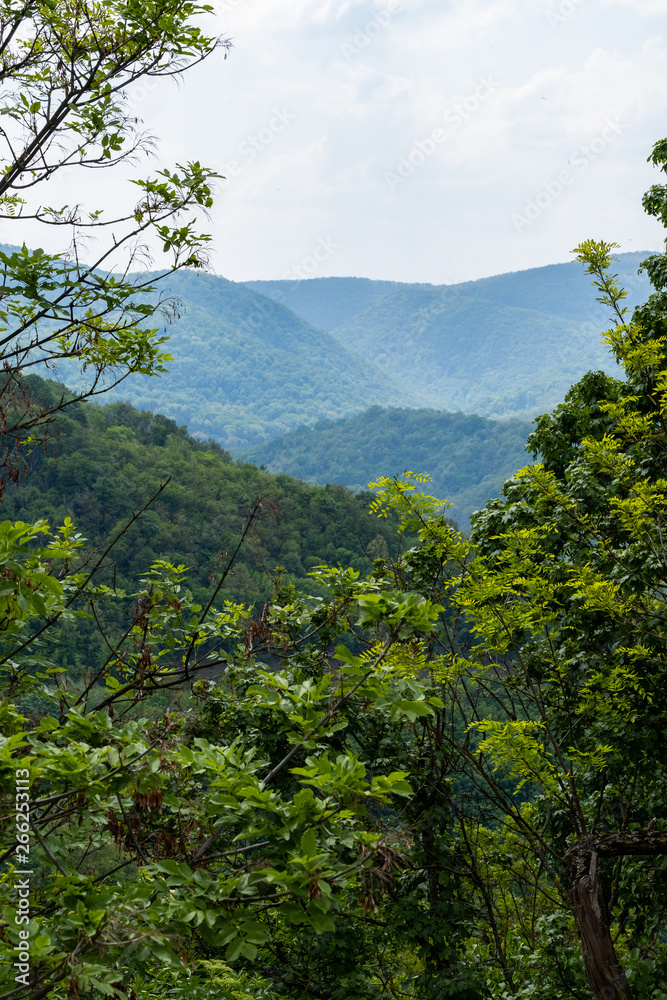 landscape with trees and mountains