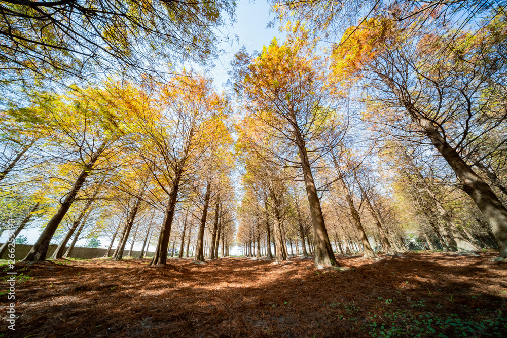 Fototapeta premium Taxodium distichum in fall color with red with orange leaves