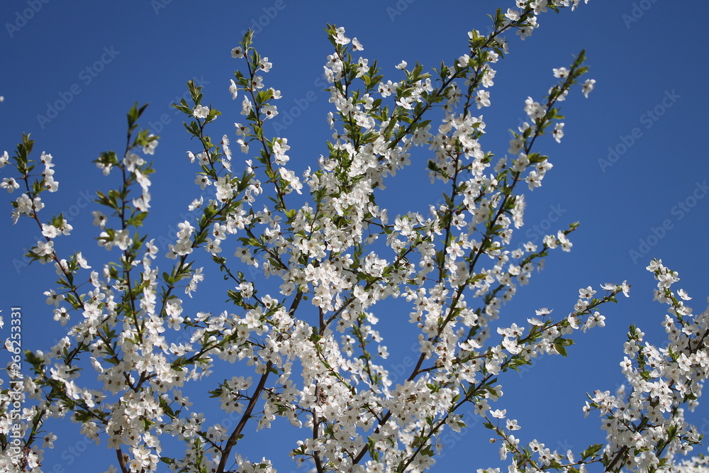 Close up of white lilac branch against sky.