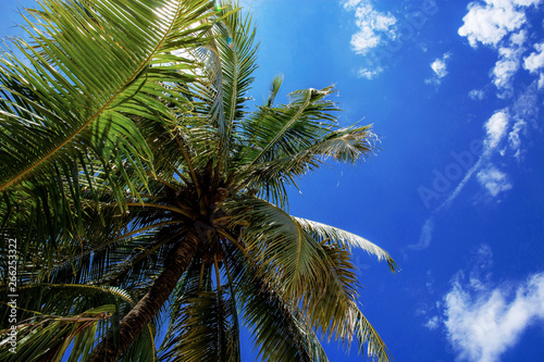 Palm tree with sunlight at blue sky.