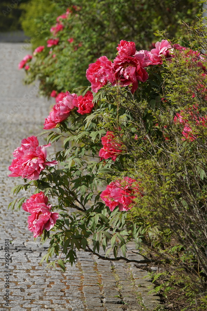 Naklejka premium Pfingstrose rot - paeonia rockii