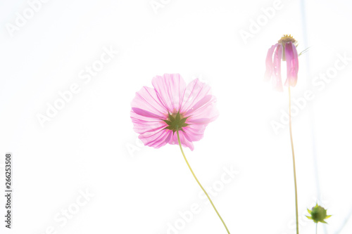 Pink cosmos with isolated background.