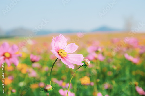 Pink cosmos in field.