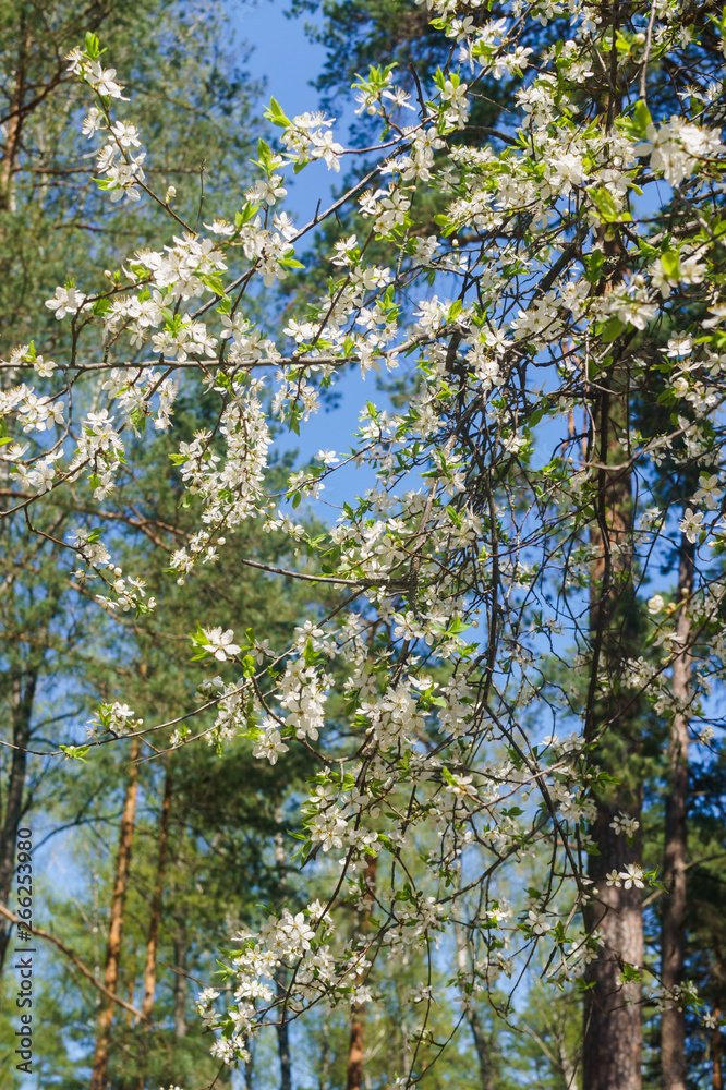 Cherry-plum branches sprinkled with white flowers against a blue sky. Cherry-plum branches sprinkled with white flowers against a blue sky.