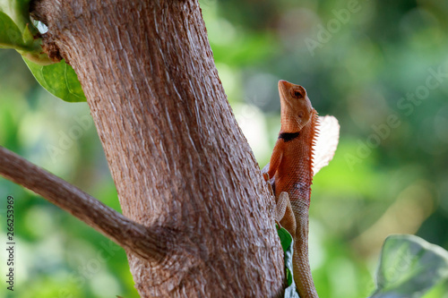 Chameleon Walking on Tree  Reptile Background  Orange Chameleon