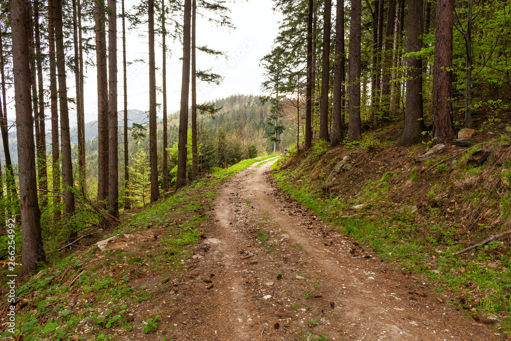 Road in a beautiful forest in the morning Road in a beautiful forest in the morning