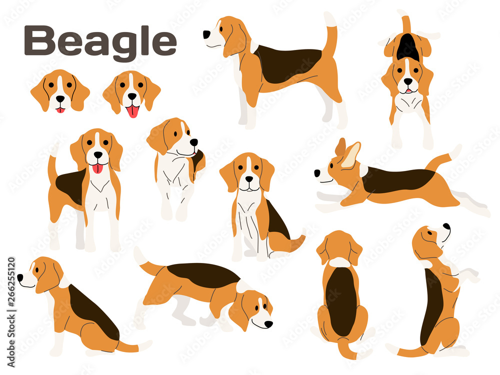 beagle,dog in action,happy dog beagle,dog in action,happy dog