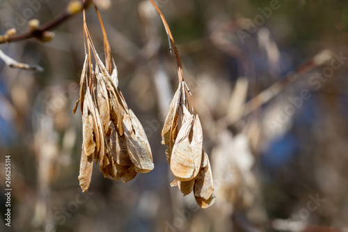 Seeds of a maple flutter on wind in the spring sunny day. Ready photo background. Macro.