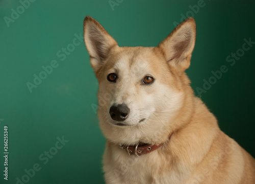 Layka husky dog. Detailed portrait on a blau background, cute dog brown-white © ksysh
