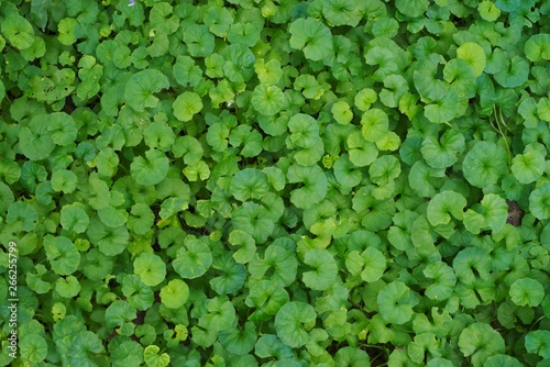 Leaves of the tropical plants