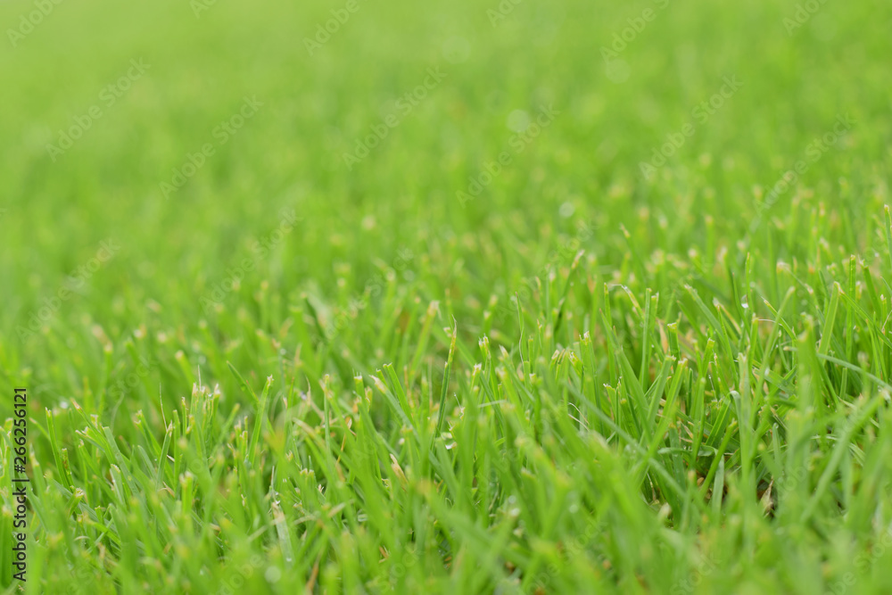 Green grass lawn closed up selective focus