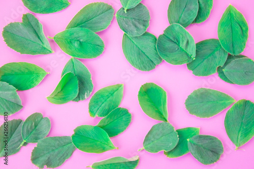 Pattern of petals clover leaves on a pink background. Natural wallpaper. Flat lay, top view