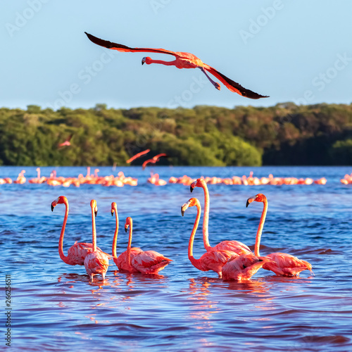 Many pink beautiful flamingos in a beautiful blue lagoon. Mexico. Celestun national park. Square image.