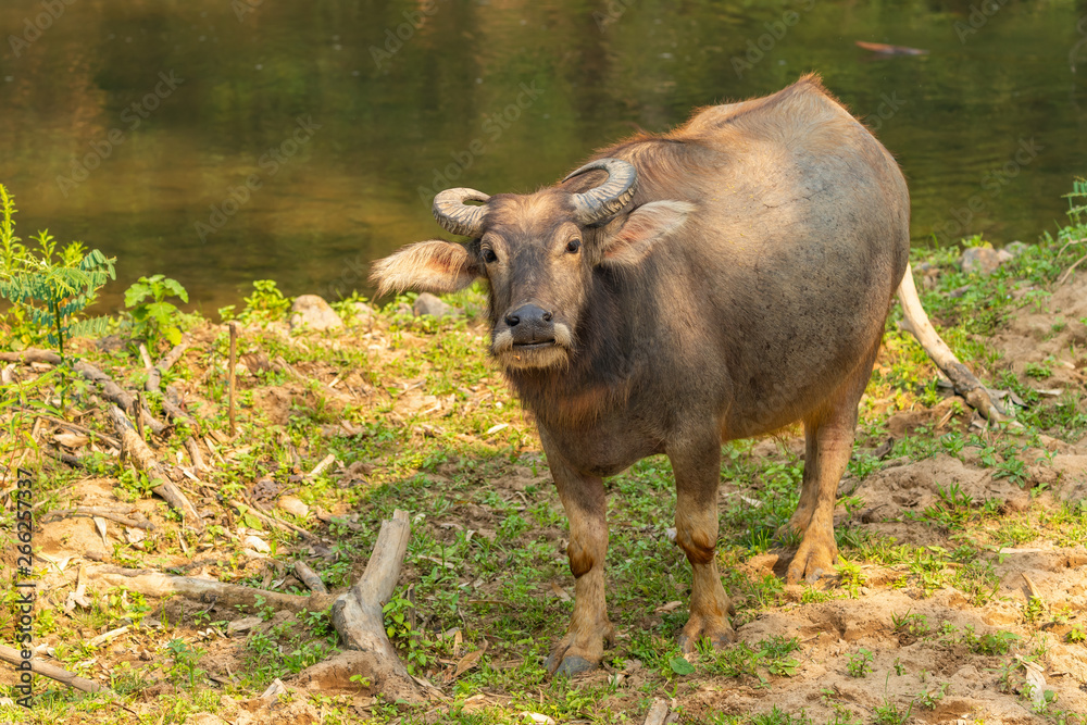 Thai Water Buffalo resting near a brook during summer Thai Water Buffalo resting near a brook during summer