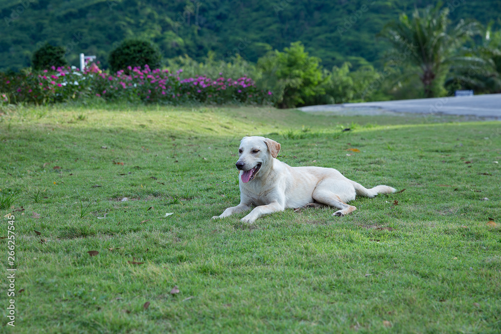 Thai white dog on the green glass floor and background soft focus of tree Thai white dog on the green glass floor and background soft focus of tree