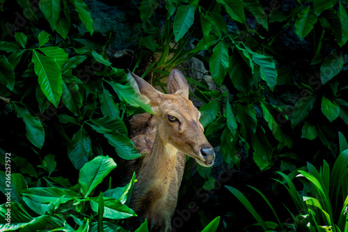 Eld's deer, Thamin, Brow-antlered deer ,(Panolia eldii) photo