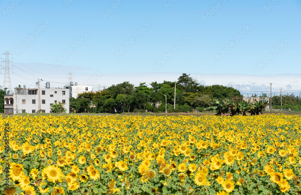 Sunflower swinging under high wind Sunflower swinging under high wind