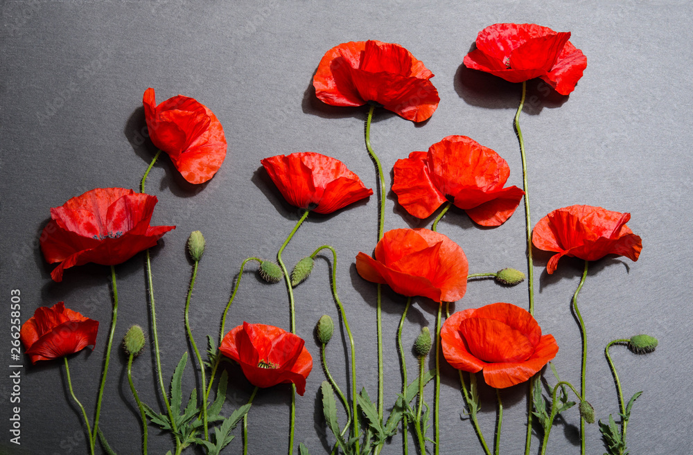 Red poppies on grey background