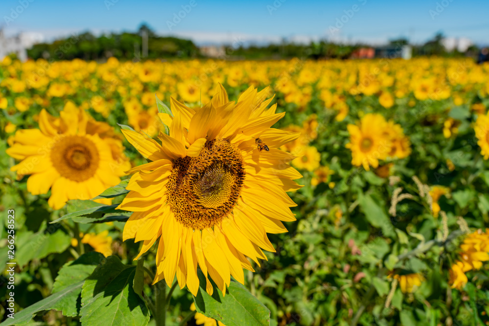 Fototapeta premium Sunflower swinging under high wind