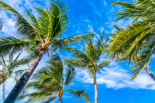 Beautiful tropical nature with coconut palm tree on blue sky and white cloud