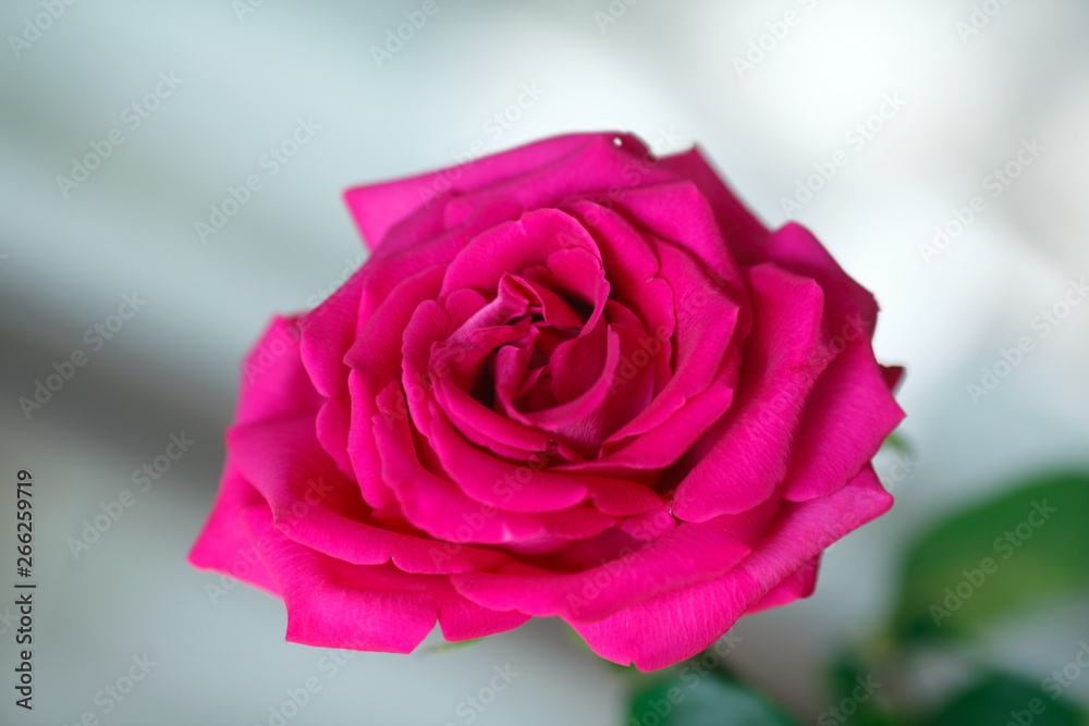 The pink rose near the window The pink rose near the window