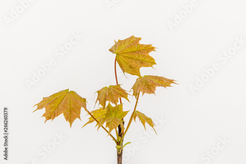 Green and orange maple leaves on white backgound