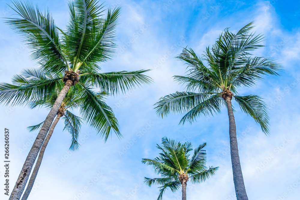 Beautiful tropical nature with coconut palm tree on blue sky and white cloud