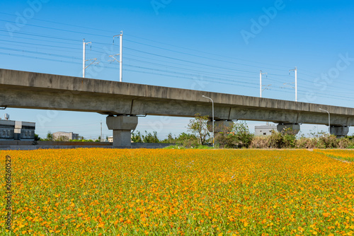 Wild flower bloom with Taiwan Highspeed Rail behind © Kit Leong