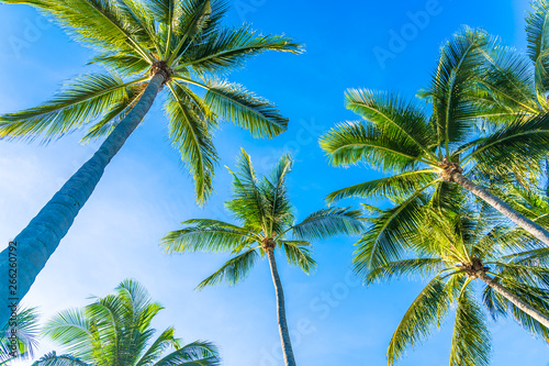 Fototapeta Naklejka Na Ścianę i Meble -  Beautiful tropical nature with coconut palm tree on blue sky and white cloud